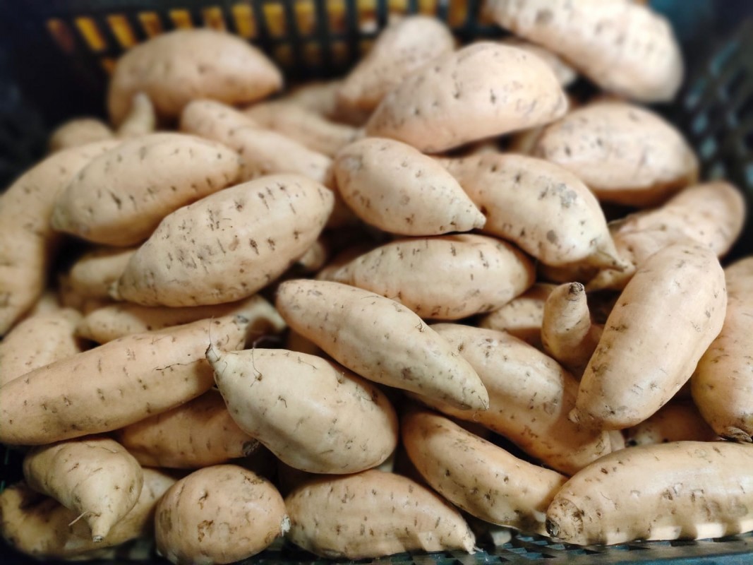 Patate dolci al miele Cilembu from Indonesia