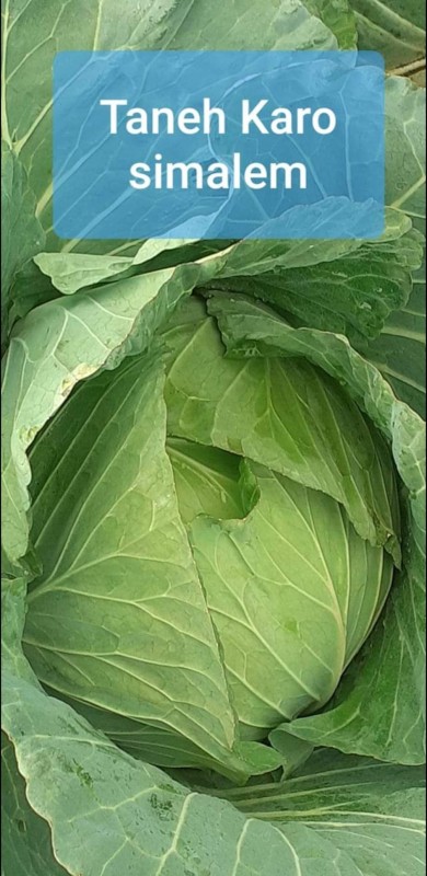 Cabbage from Indonesia
