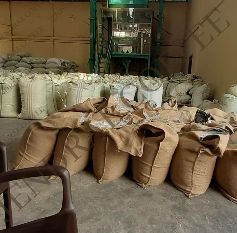 Coffee Robusta from Indonesia