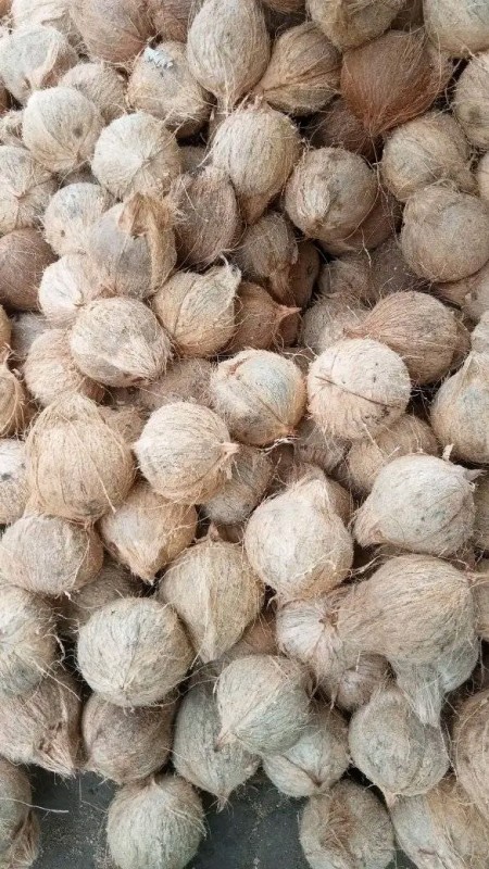 Coconut Semi Husked / Dehusked from Indonesia