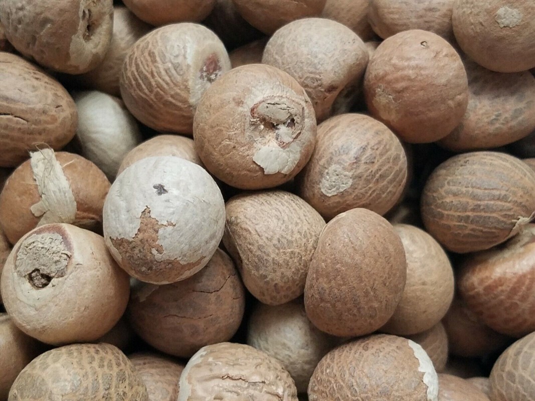 Areca (Betel) Nuts from Indonesia