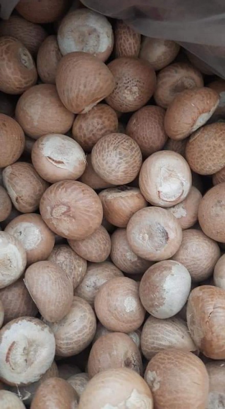 Betel nut / areca nut from Indonesia
