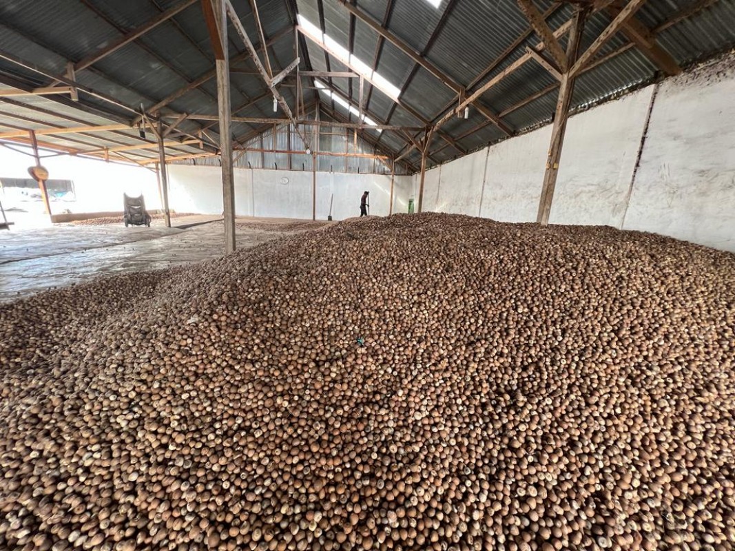 Areca Nut / Betel nut from Indonesia