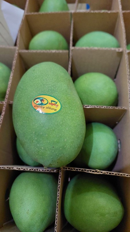 Mango (Harum Manis) from Indonesia