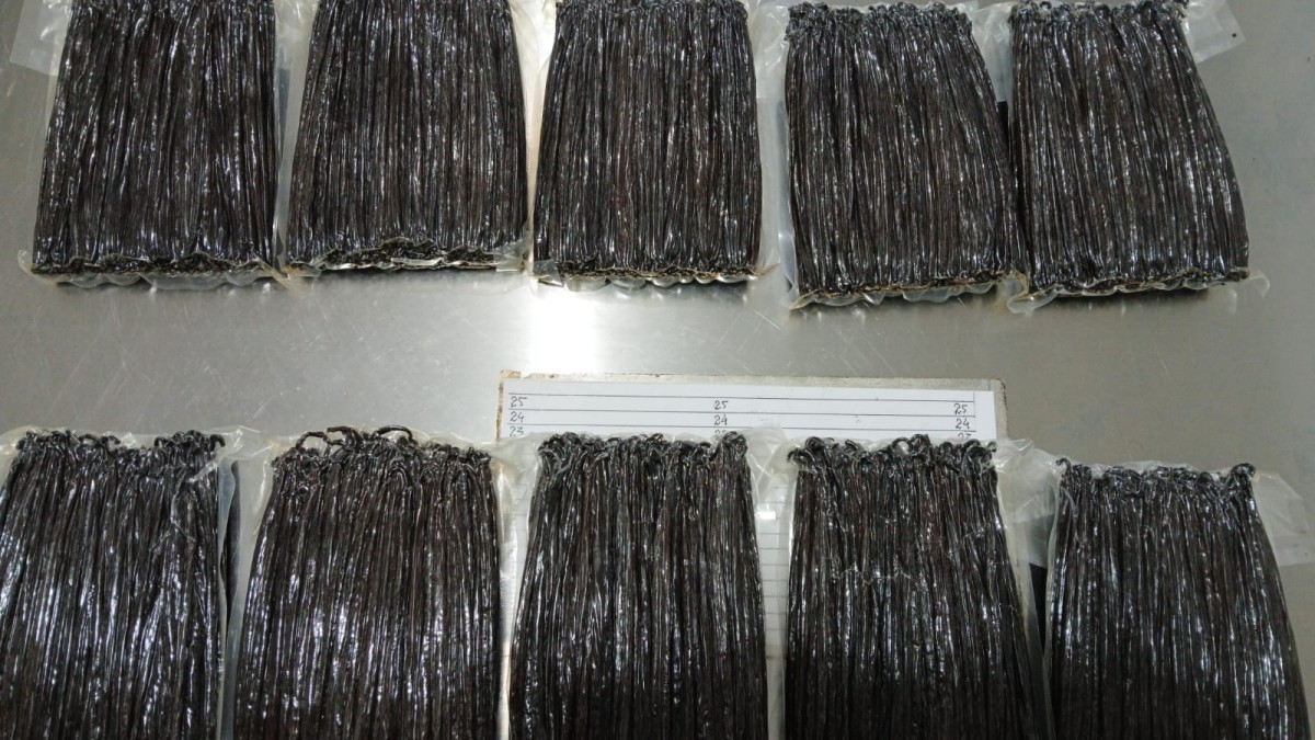 Vanilla Bean from Indonesia