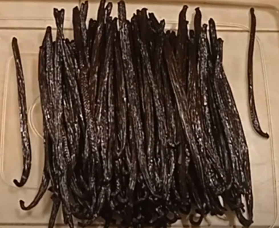 Vanilla beans from Indonesia
