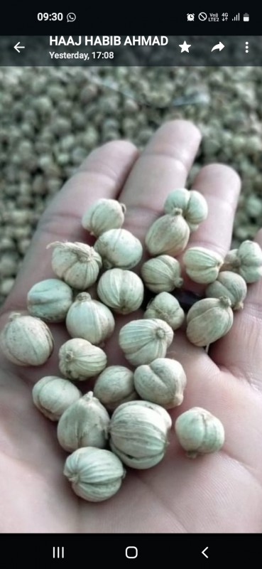 CARDAMOM from Indonesia