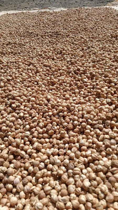 Cardamon from Indonesia
