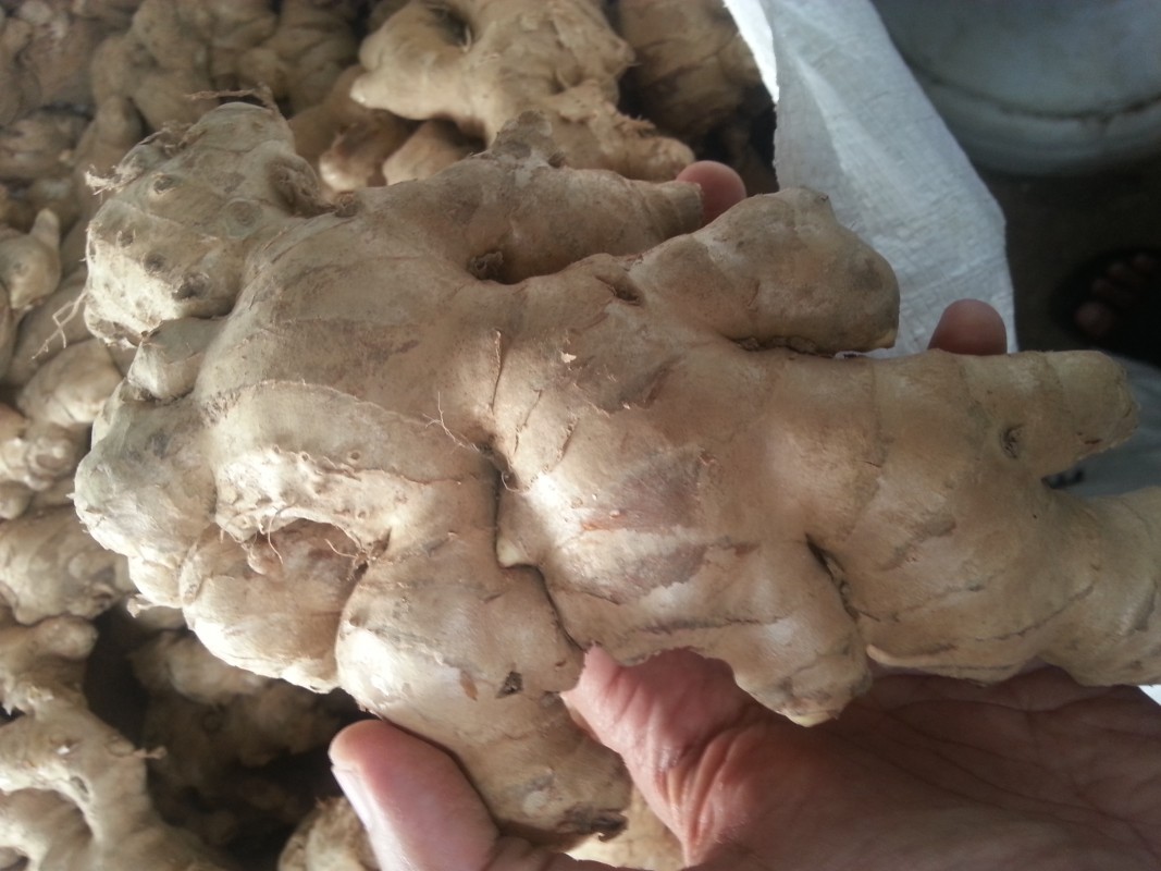 Fresh Ginger from Indonesia