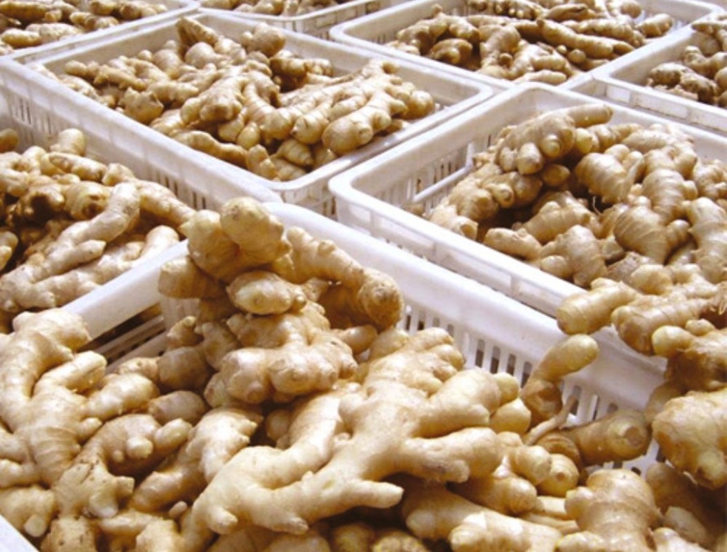 Fresh Ginger from Indonesia