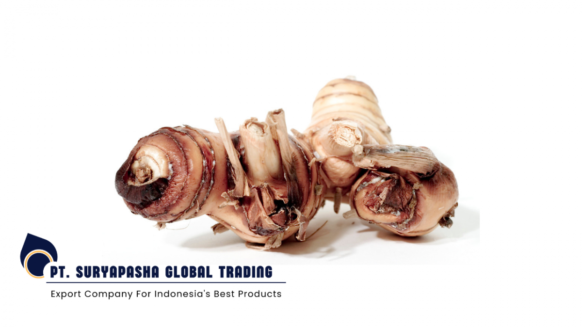 Fresh Galangal PVC Box from Indonesia