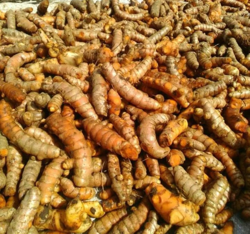 fresh turmeric and powder from Indonesia
