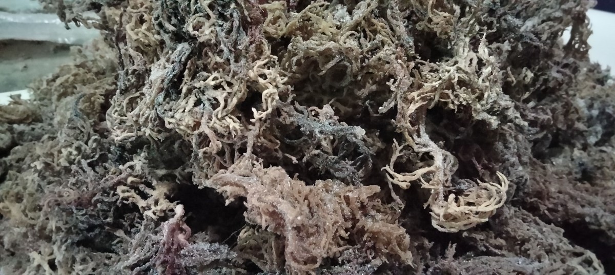 Dried seaweed E Cottonii from Indonesia