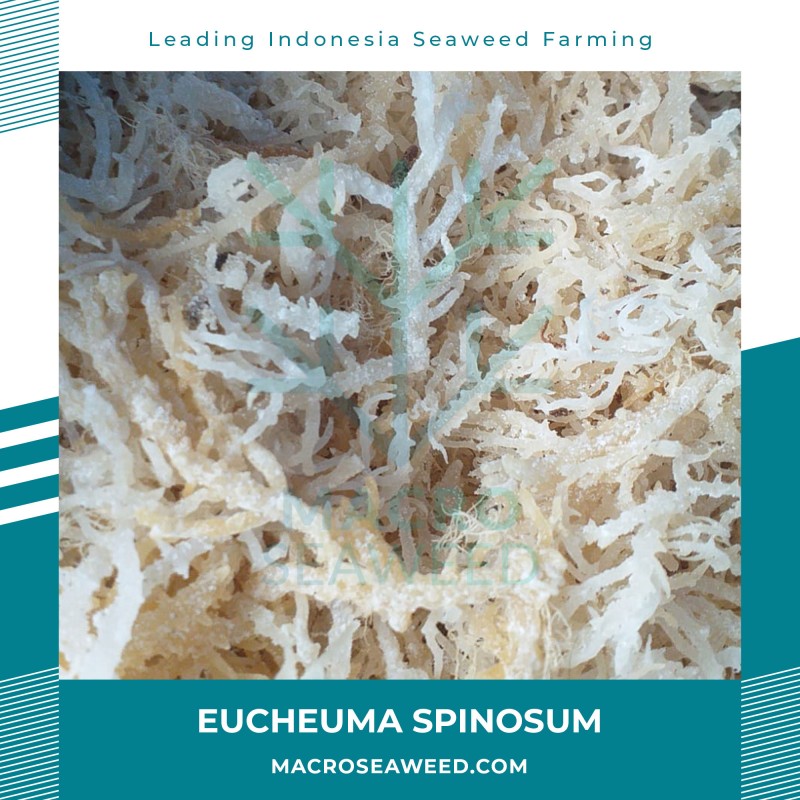 Eucheuma Spinosum / Eucheuma Denticulatum from Indonesia