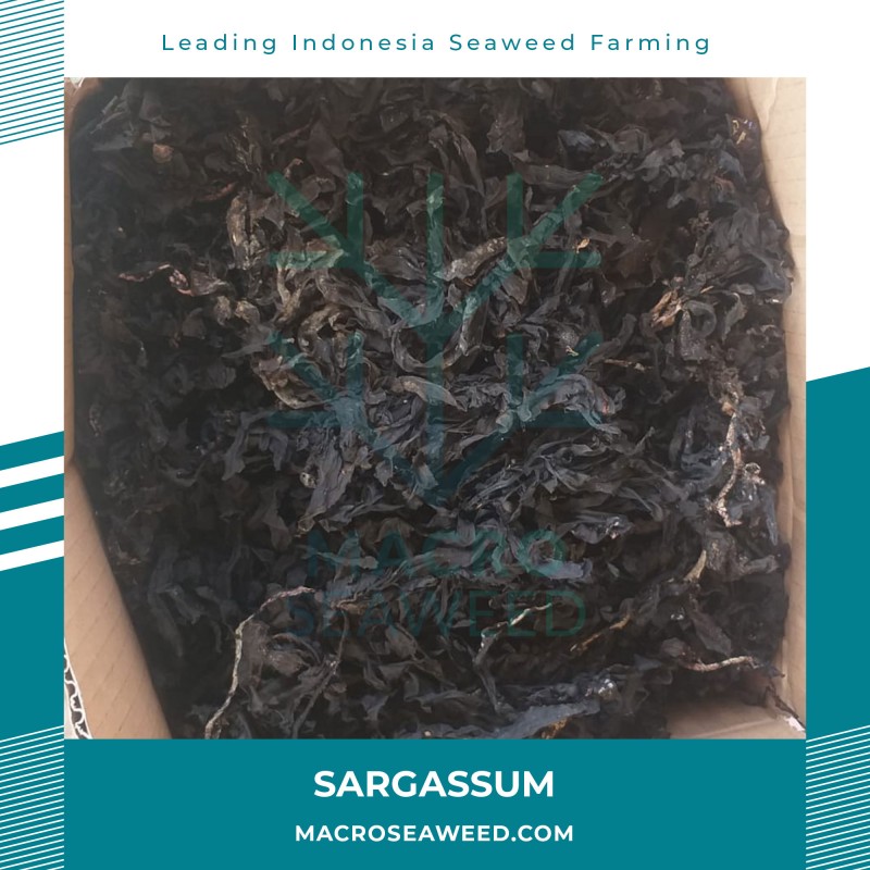 Saragassum Seaweed from Indonesia