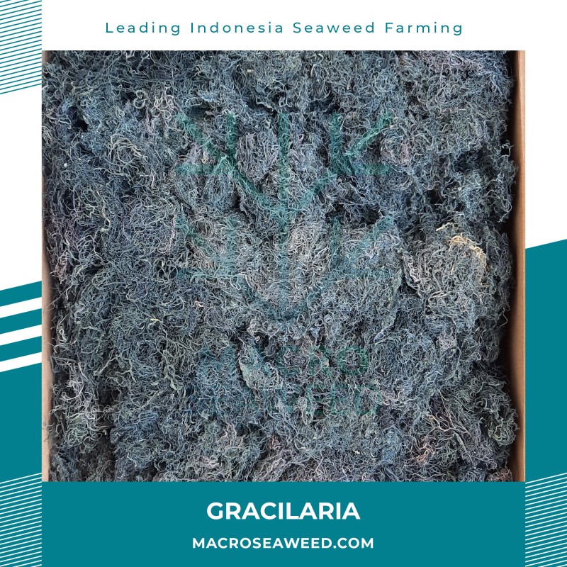 Gracilaria Seaweed from Indonesia