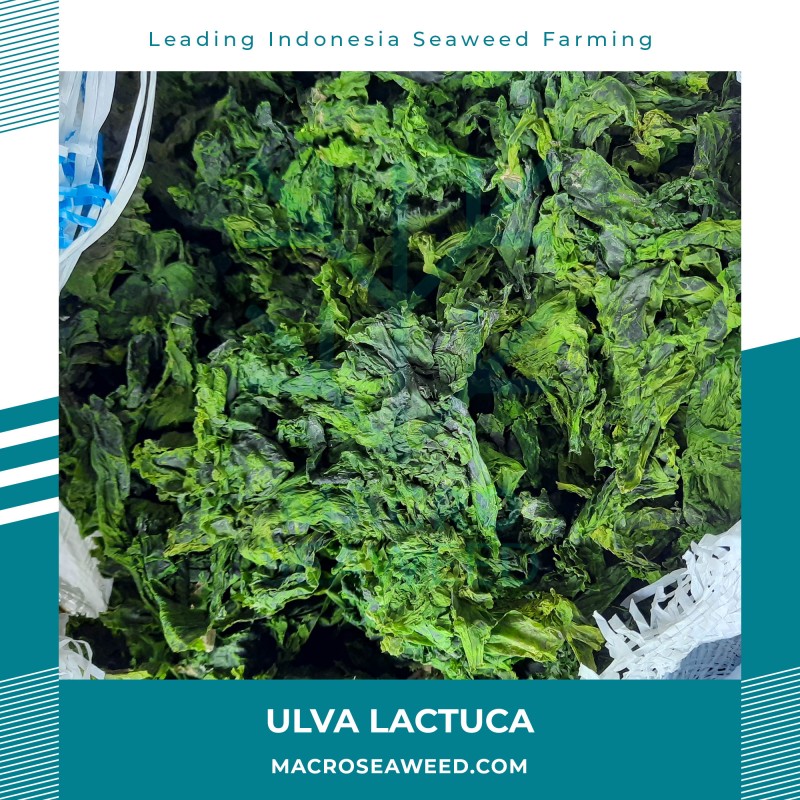 Ulva Lactuca Seaweed from Indonesia