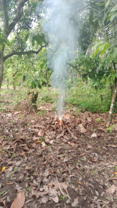 Cocoa beans from Indonesia