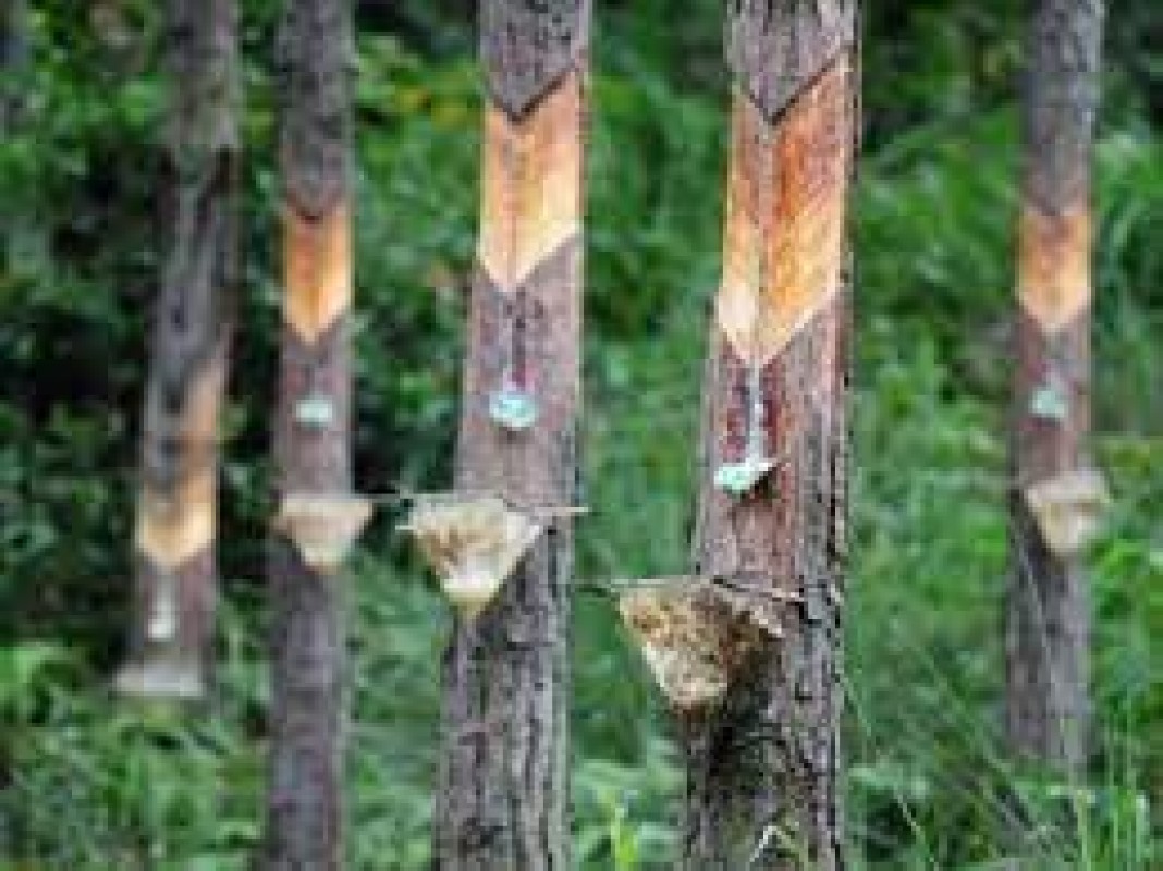 Oleo Pine Resin (OPR) from Indonesia