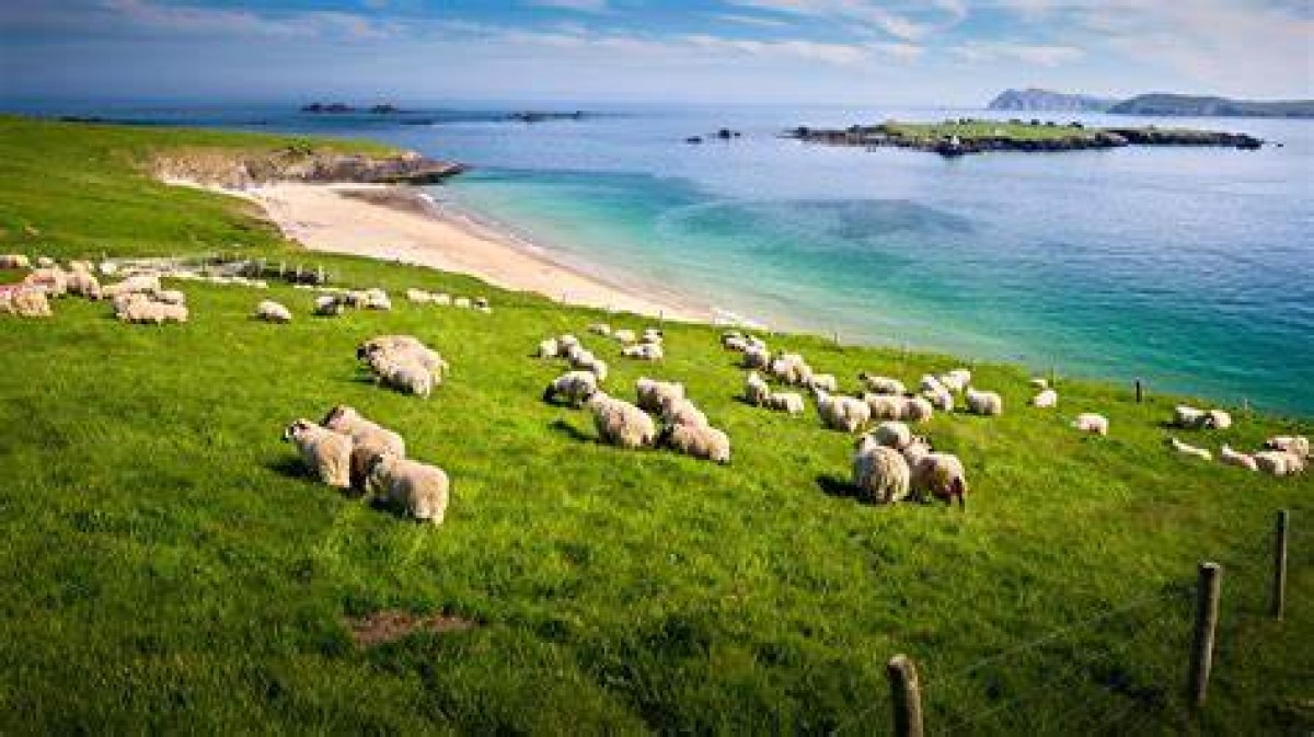 Mutton from Ireland