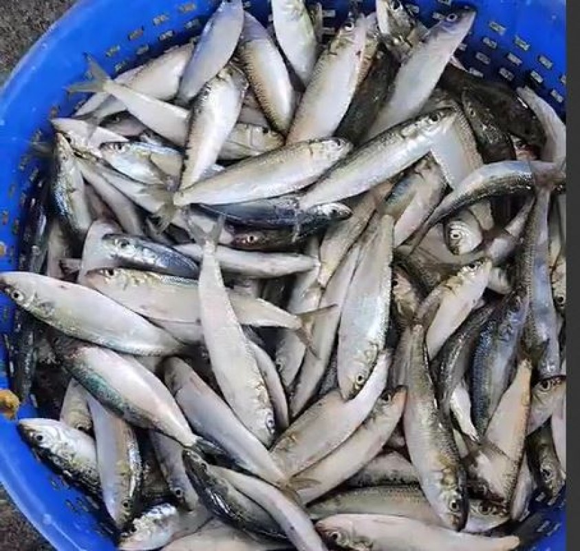 indian sardine from India