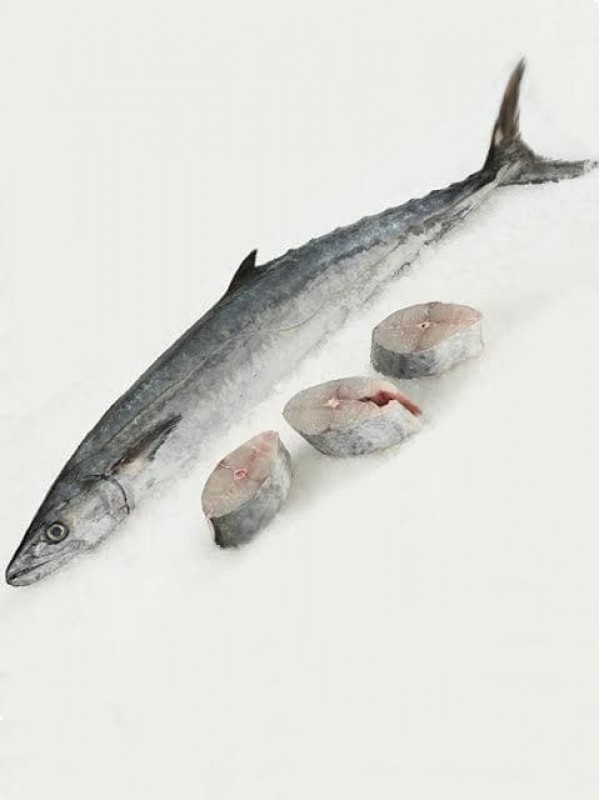 Seer Fish / King Fish ( Indian) from India