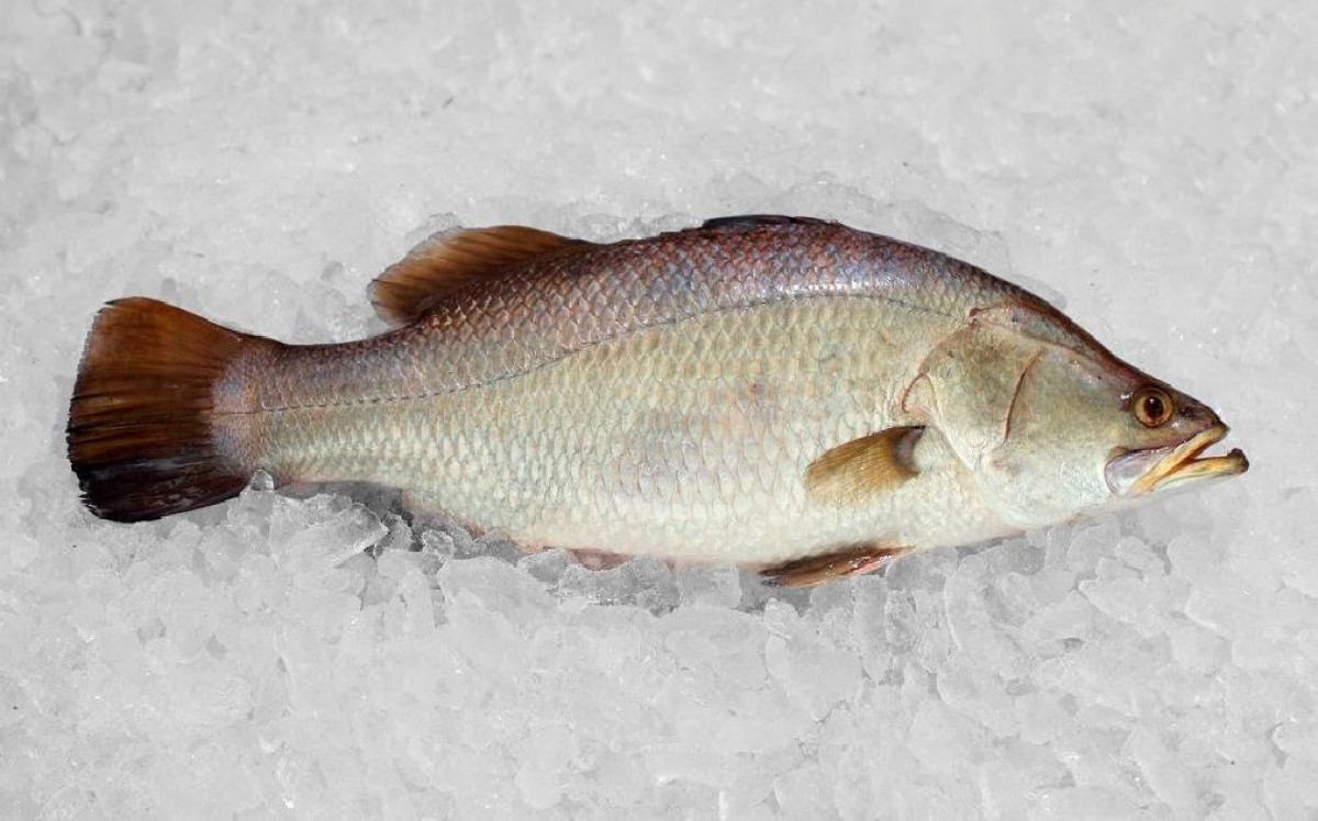 Asian Seabass ( Later calcarifier) from India