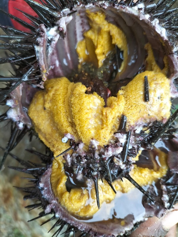 Fresh Sea urchin from India