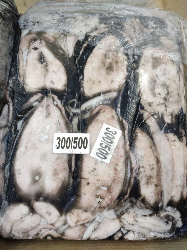 CUTTLE fish from India