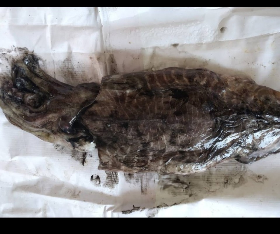 Squid fish from India