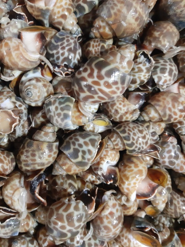 Live sea snail from India