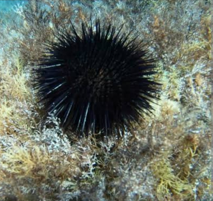 Sea urchins from India