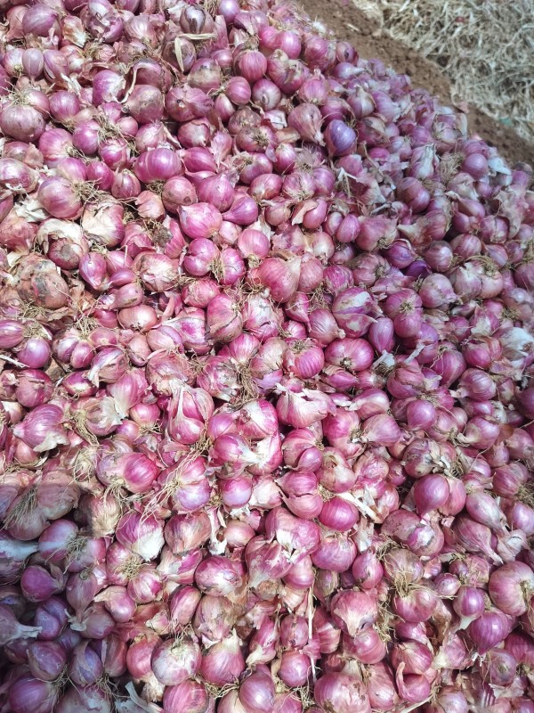 Shallot Onion from India