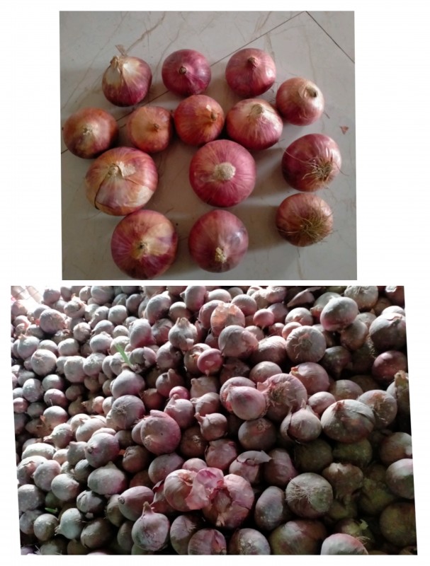 Onion (HSC-070310) from India