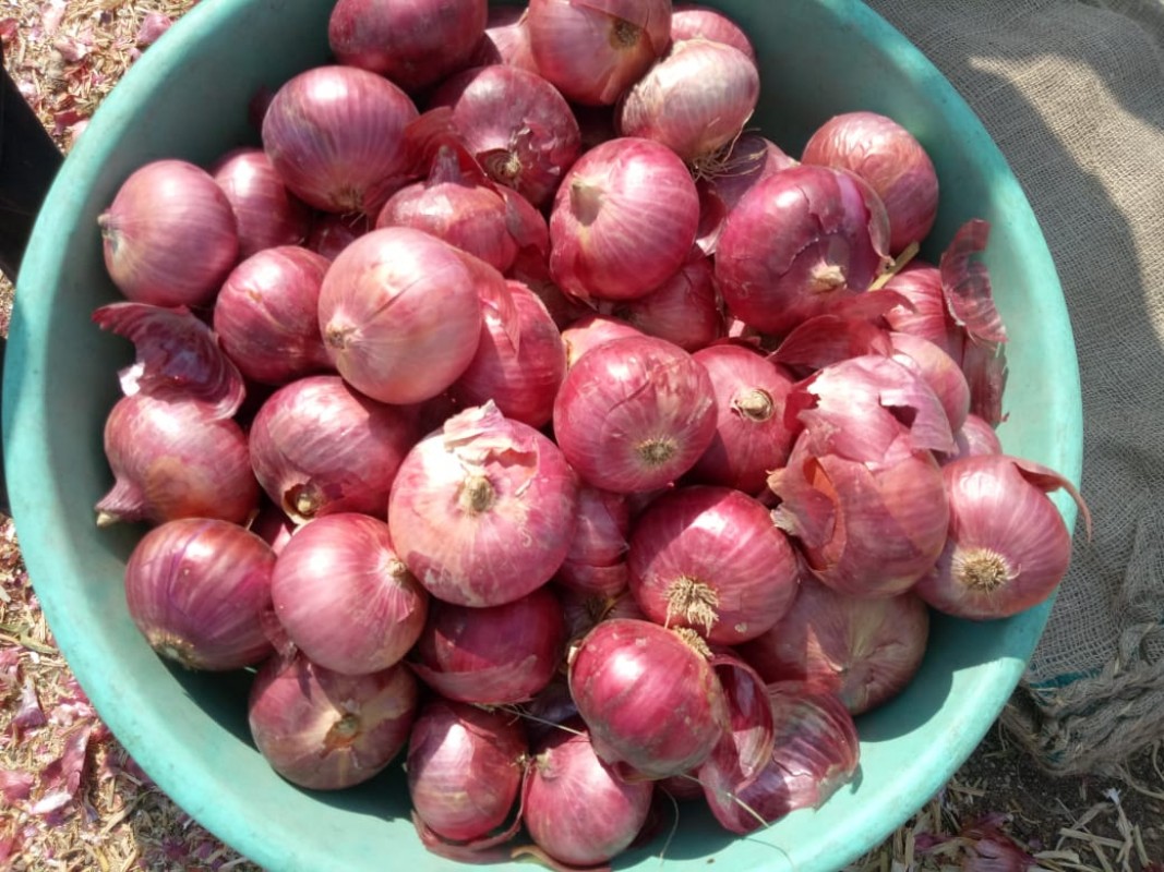 ONION from India