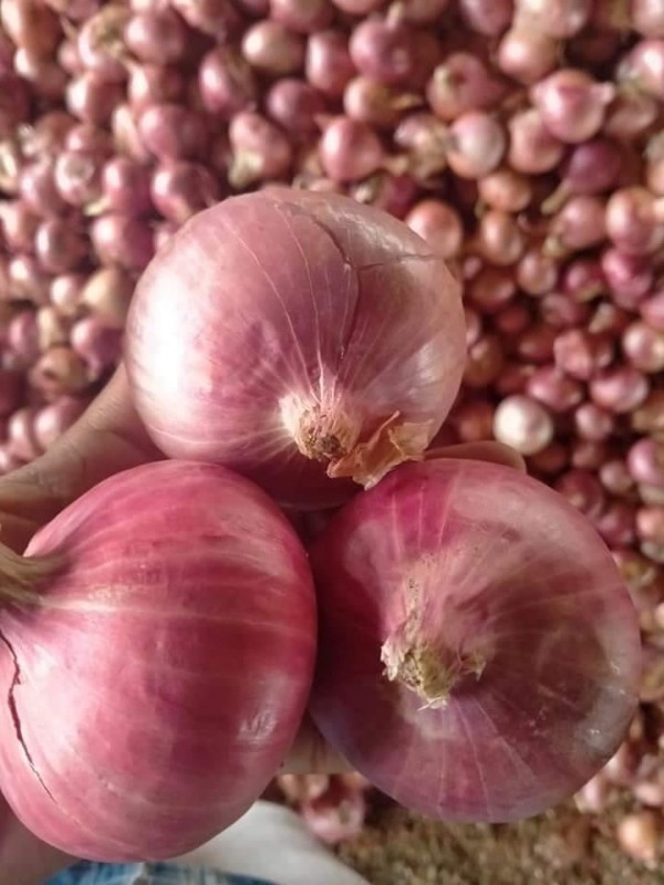 Red Onion from India