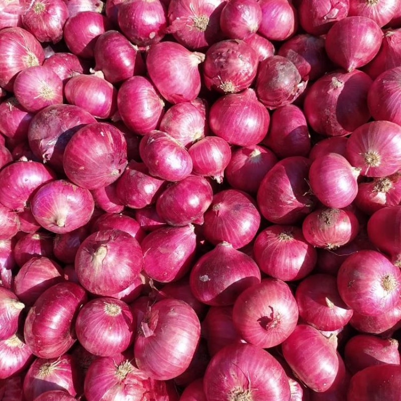 Onion from India
