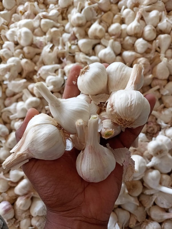 White Garlic from India