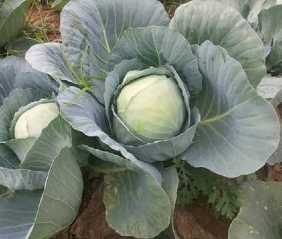 Hydrid cabbage Seeds from India
