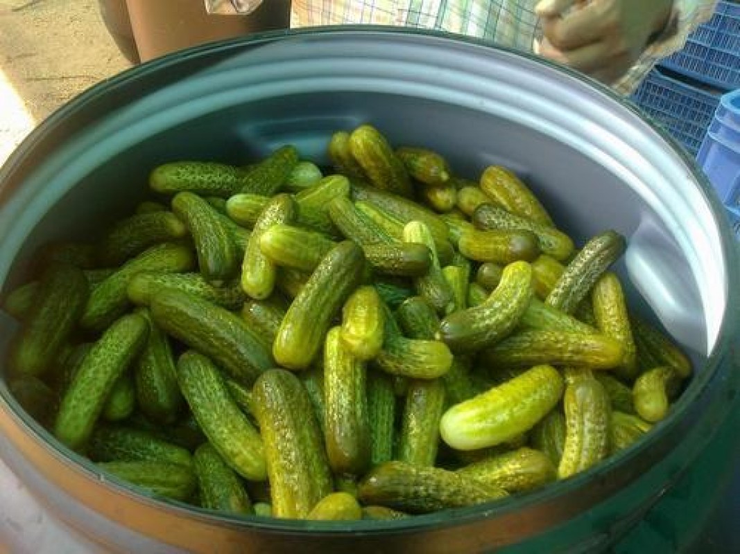 Gewürzgurken, Grüne Paprika und Jalapenos from Indien