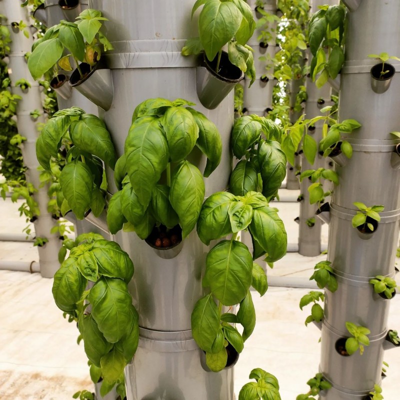 Basil from India