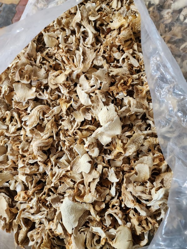 Dried Oyester mushroom from India
