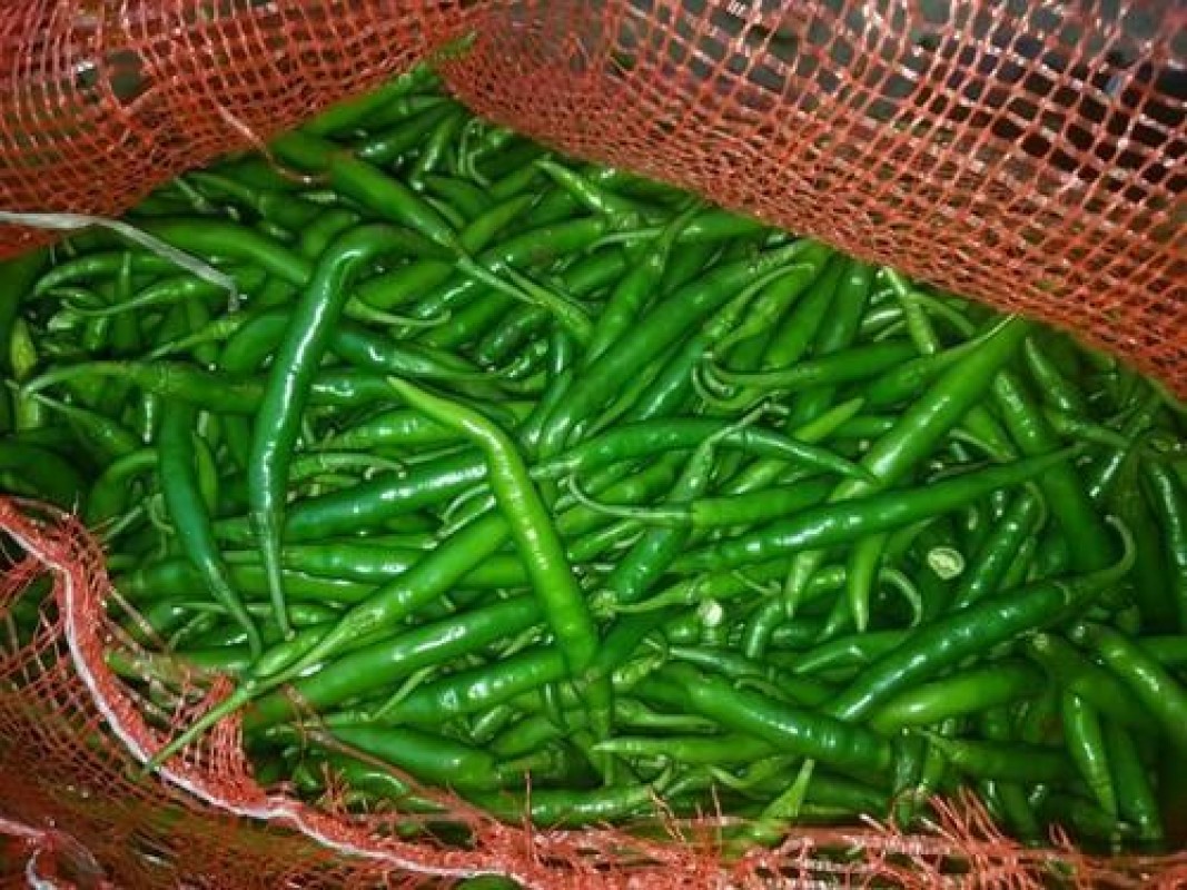 Indian Green Chilli (G4) from India