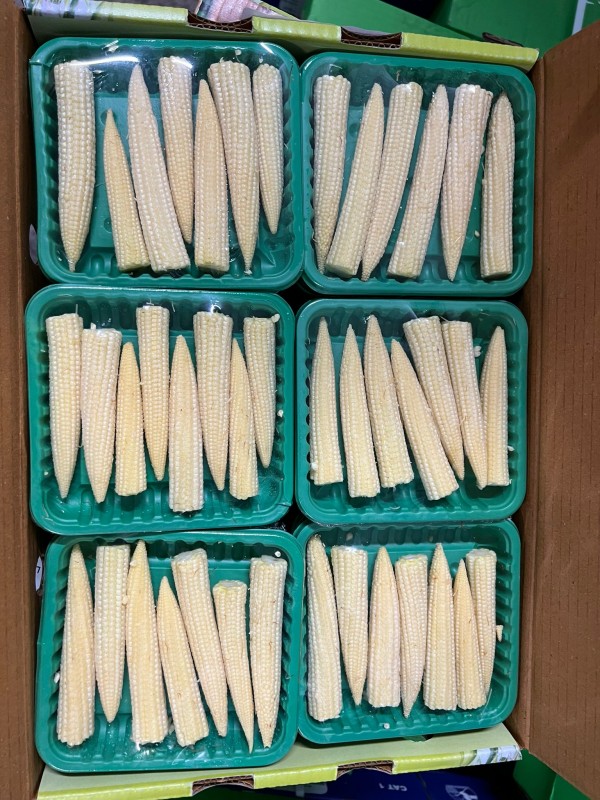 Baby corn from India