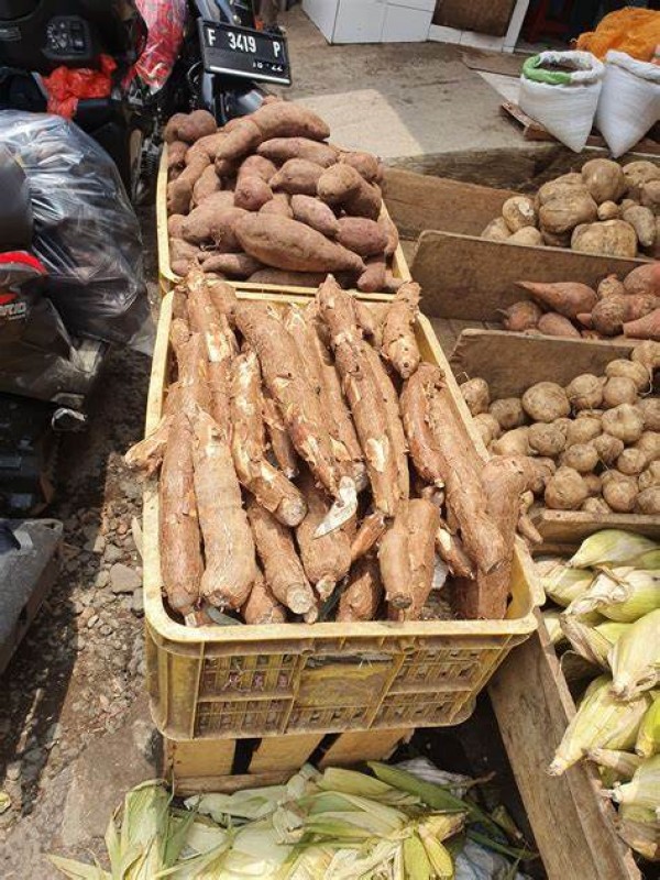 Tapioca Root from India