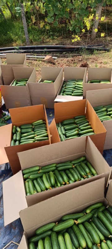 Fresh English Cucumber or gherkin from India