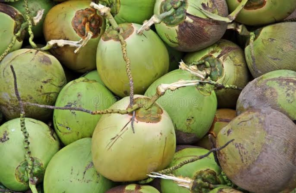 Fresh coconut from India