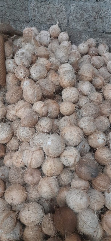 Coconut from India