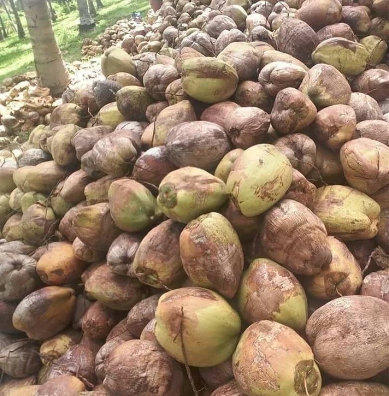 COCONUT from India