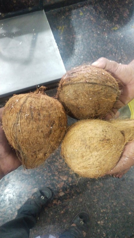 COCONUTS from India